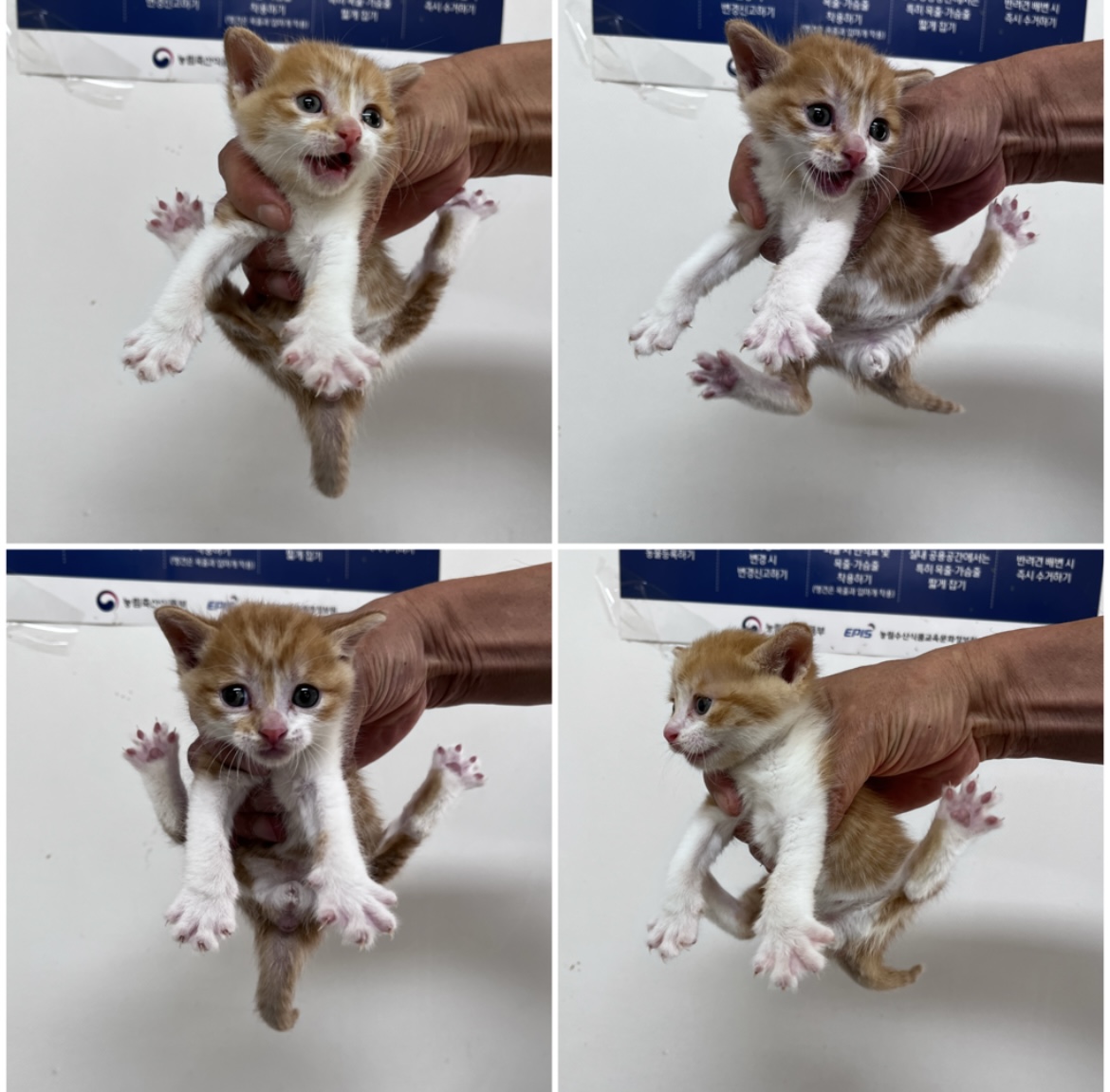 천안시유기동물보호소_444449202302207